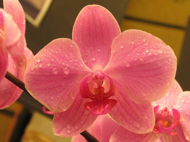 Imagem Ilustrando a Notícia: Goiânia recebe exposição de orquídeas a partir desta segunda (4)