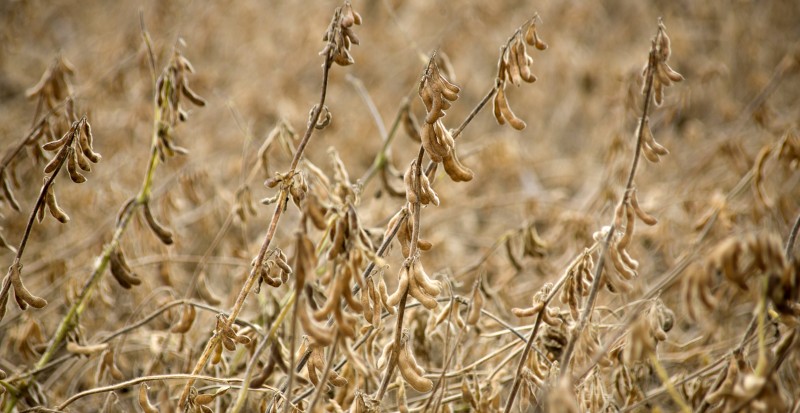 Imagem Ilustrando a Notícia: Safra de soja pode ser afetada pelo clima