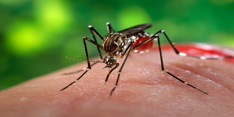 Imagem Ilustrando a Notícia: Itumbiara sedia seminário de enfrentamento ao Aedes aegypti