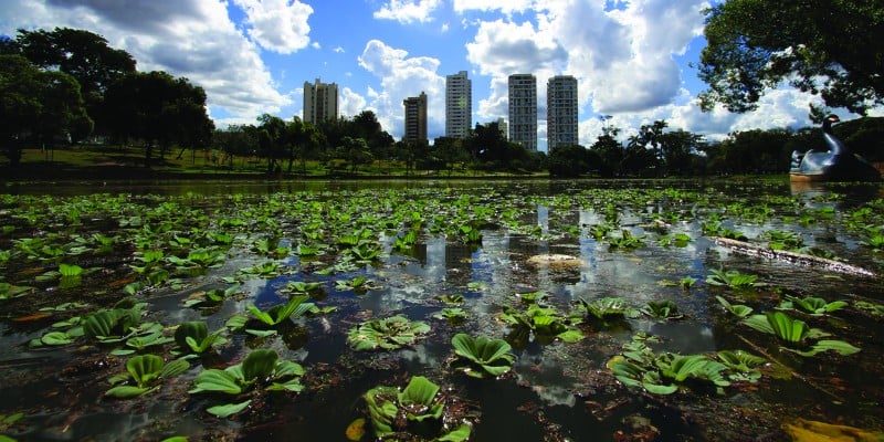 Imagem Ilustrando a Notícia: Lago das Rosas infestado por algas