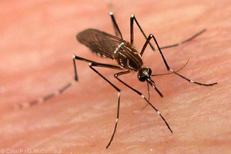 Imagem Ilustrando a Notícia: Semana de combate ao Aedes aegypti mobiliza mais de 210 mil instituições