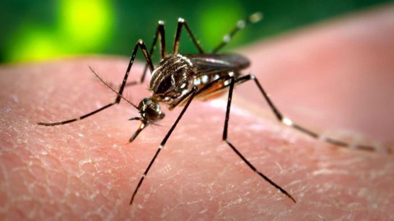 Imagem Ilustrando a Notícia: Antibiótico pode ajudar a evitar que Zika danifique o cérebro fetal, diz estudo