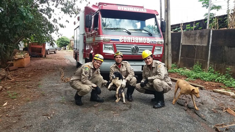 Imagem Ilustrando a Notícia: Após chuva, cão é resgatado em bueiro na cidade de Quirinópolis