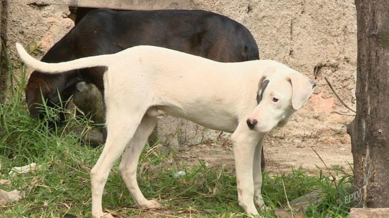 Imagem Ilustrando a Notícia: Começa a coleta de amostras de sangue de cães na zona rural de Luziânia-GO