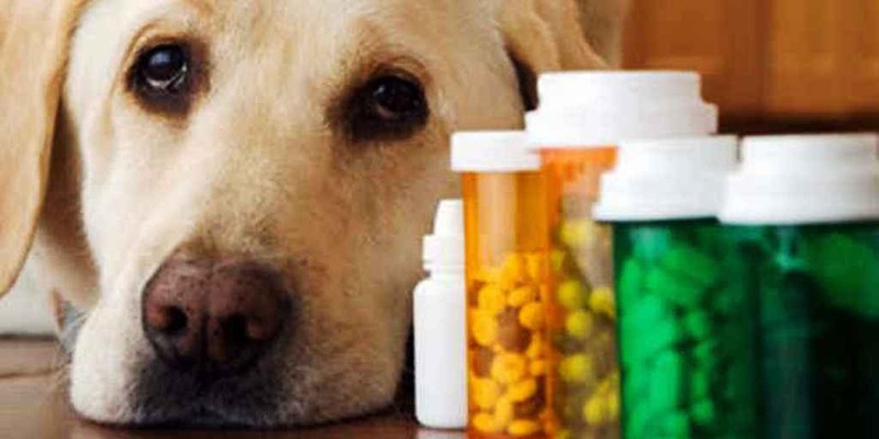 Imagem Ilustrando a Notícia: Projeto de lei prevê farmácia popular para pets em Goiânia