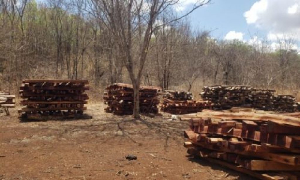 Imagem Ilustrando a Notícia: Governo estuda liberar exportação de madeira in natura da Amazônia