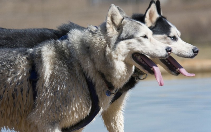 Imagem Ilustrando a Notícia: Cães da raça Husky são abandonados na fase adulta