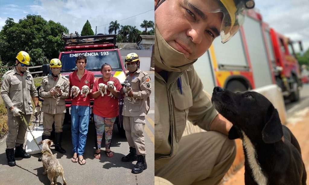Imagem Ilustrando a Notícia: Bombeiros resgatam cãezinhos em Goiânia e Anápolis