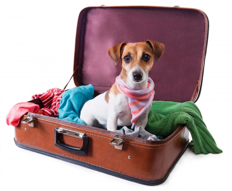 Imagem Ilustrando a Notícia: Férias: Hotel para cães é opção para donos que planejam viajar