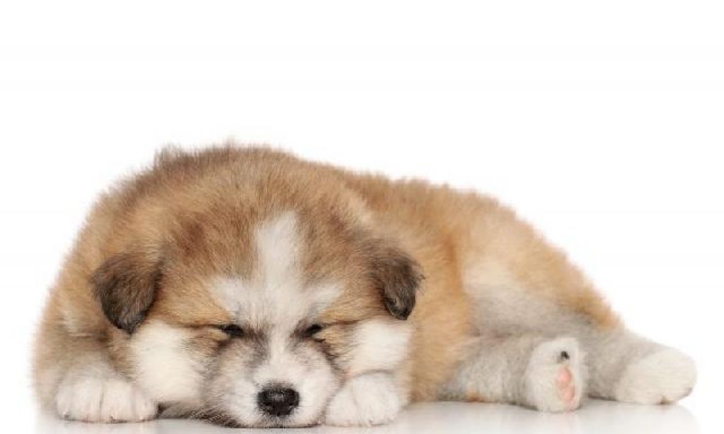 Imagem Ilustrando a Notícia: Pets: conheça  5 curiosidades  sobre os cães