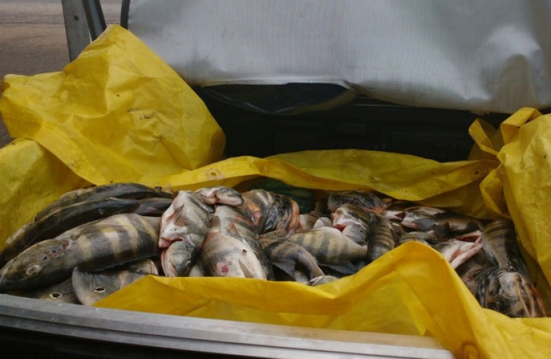 Imagem Ilustrando a Notícia: Fiscais apreendem 70 quilos de pescado