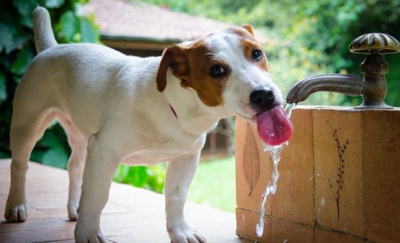 Imagem Ilustrando a Notícia: Como cuidar do seu pet nos dias de muito calor