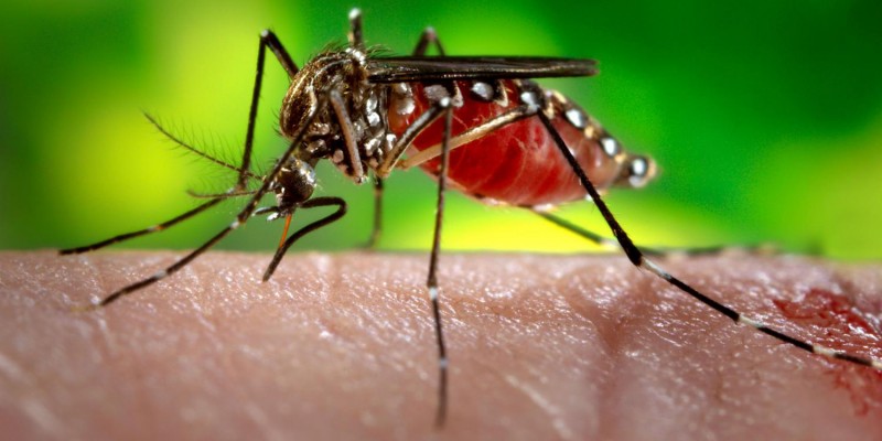 Imagem Ilustrando a Notícia: Mosquitos geneticamente modificados vão combater o Aeds aegypti