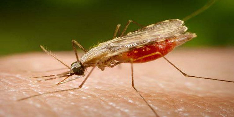 Imagem Ilustrando a Notícia: Fundação Gates investe na eliminação da malária no Brasil