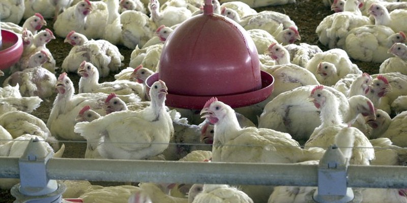 Imagem Ilustrando a Notícia: Proibida importação da carne de frango de 20 frigoríficos