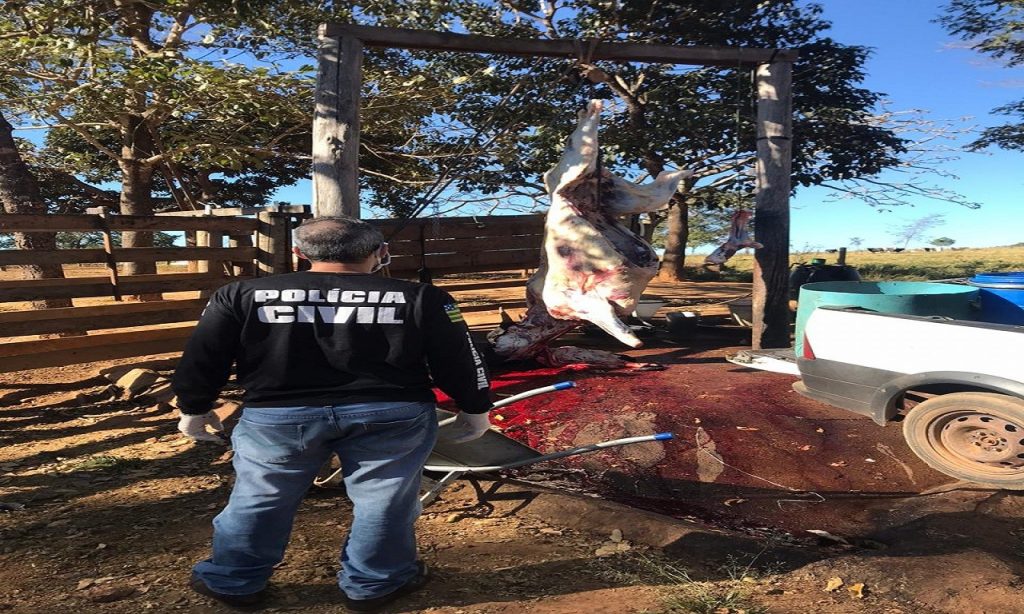 Imagem Ilustrando a Notícia: Homem é preso por abate clandestino de bovinos, em São Miguel do Passa Quatro