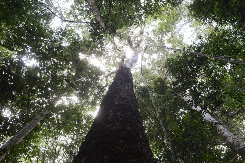 Imagem Ilustrando a Notícia: ‘Amazônia Live’: 1 milhão de árvores em Manaus