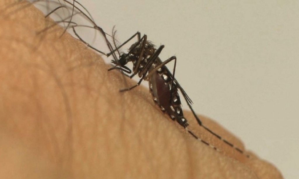 Imagem Ilustrando a Notícia: Goiás teve mais de 108 mil casos de dengue em menos de um ano
