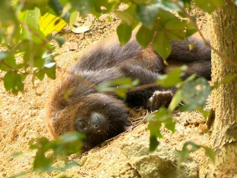 Imagem Ilustrando a Notícia: RJ já tem 131 macacos mortos desde o início do ano