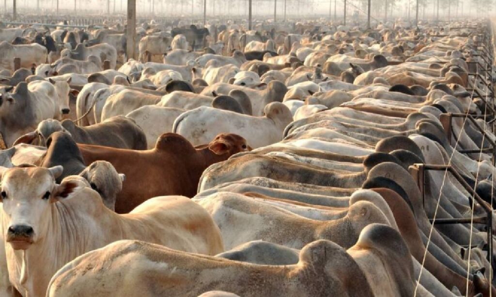 Imagem Ilustrando a Notícia: Produção bovina deve se preparar para entressafra e estiagem em Goiás