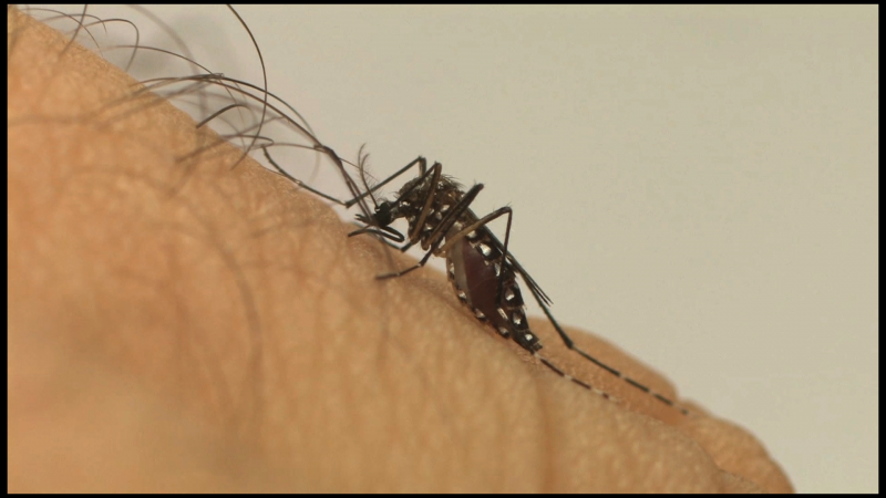 Imagem Ilustrando a Notícia: Aparecida reduz em 60% focos do mosquito