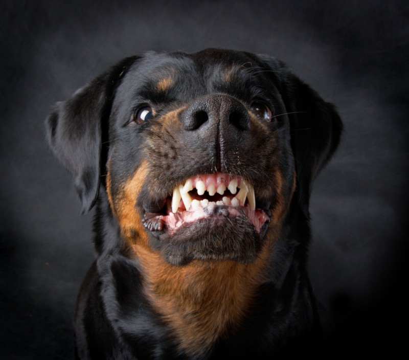 Imagem Ilustrando a Notícia: De cachorro mau a bom garoto