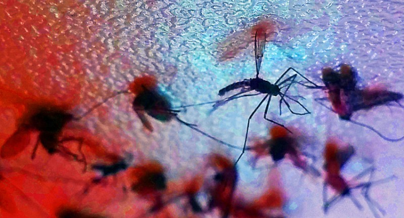 Imagem Ilustrando a Notícia: Instituto Butantan pesquisa remédio contra o vírus Zika