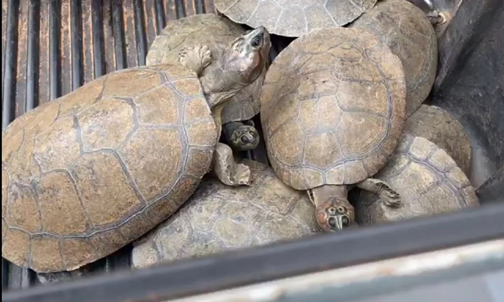 Imagem Ilustrando a Notícia: Casal é detido suspeito de caçar tartarugas em São Miguel do Araguaia