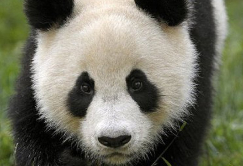 Imagem Ilustrando a Notícia: Pandas-gigantes deixam ‘lista vermelha’ de extinção