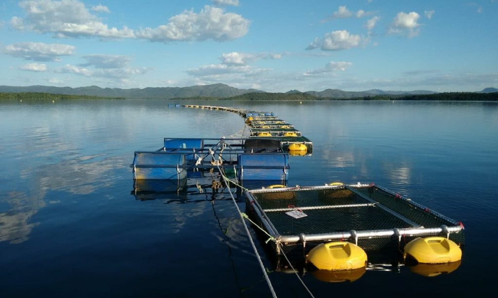 Imagem Ilustrando a Notícia: Ação incentiva pequenos produtores de peixes de Minaçu
