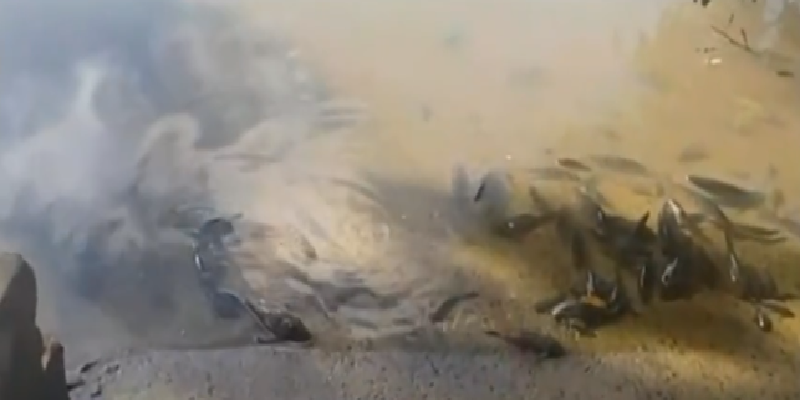 Imagem Ilustrando a Notícia: Centenas de peixes são encontrados mortos no Rio Paranaíba