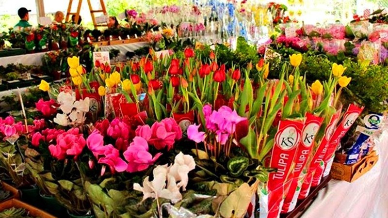 Imagem Ilustrando a Notícia: Goiânia recebe Festival de Flores de Holambra