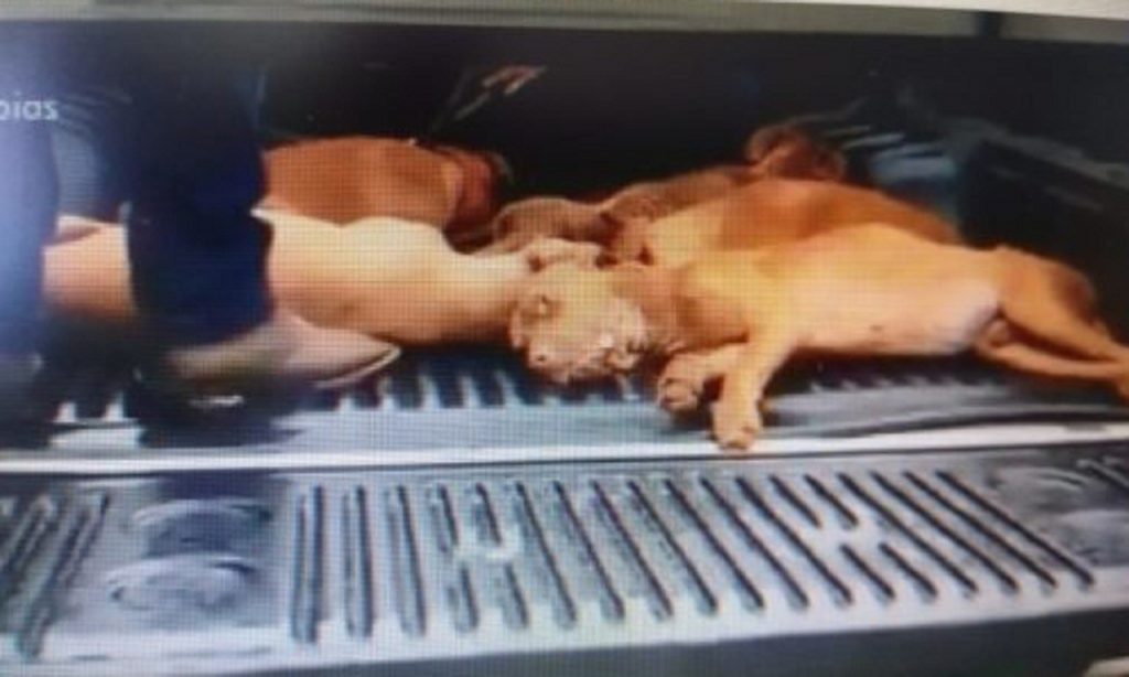 Imagem Ilustrando a Notícia: Polícia resgata 22 cães vítimas de maus-tratos, em Anápolis