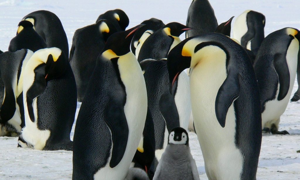 Imagem Ilustrando a Notícia: Tá cansadão da vida? Que tal passar um período sabático na Antártida?