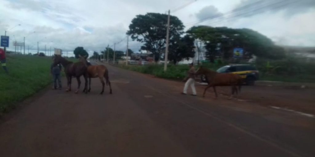 Imagem Ilustrando a Notícia: Polícia Rodoviária Federal apreende animais soltos em rodovias de Goiás