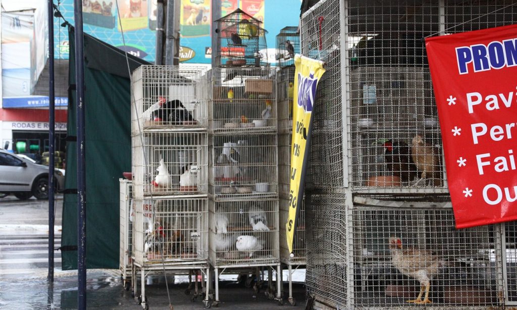 Imagem Ilustrando a Notícia: Venda de filhotes de  animais divide opiniões em Goiânia