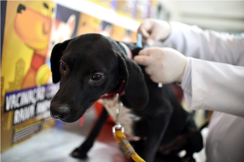 Imagem Ilustrando a Notícia: Cães e gatos recebem vacina antirrábica no sábado