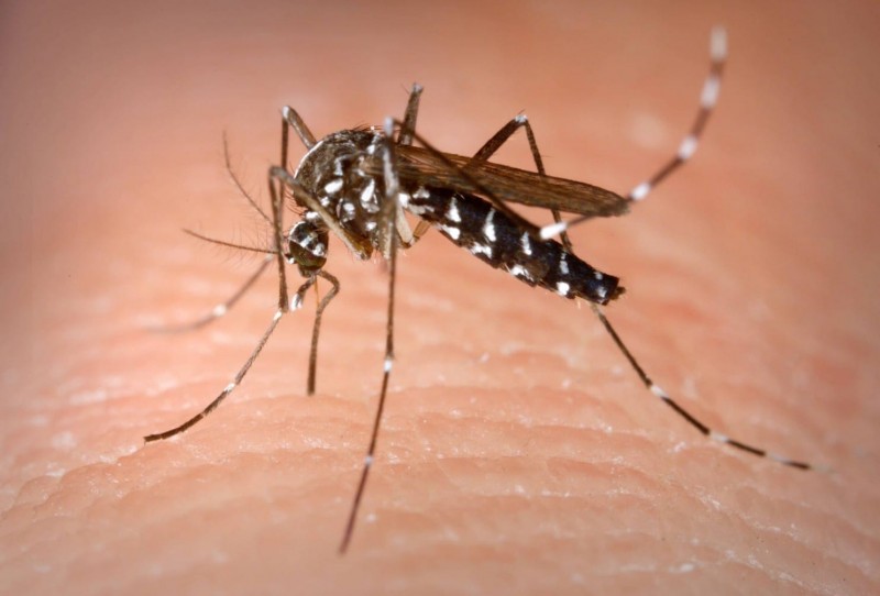 Imagem Ilustrando a Notícia: Programa de combate à dengue é lançado em escola em Goiânia