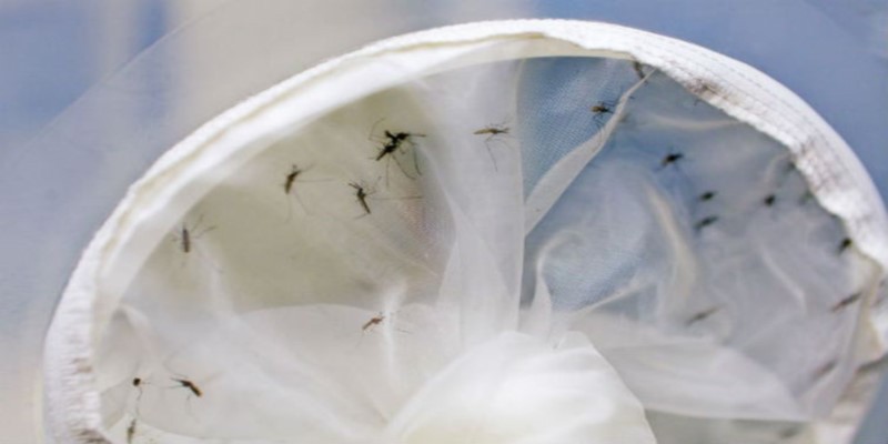 Imagem Ilustrando a Notícia: Semana Nacional de Combate ao Aedes começa neste domingo