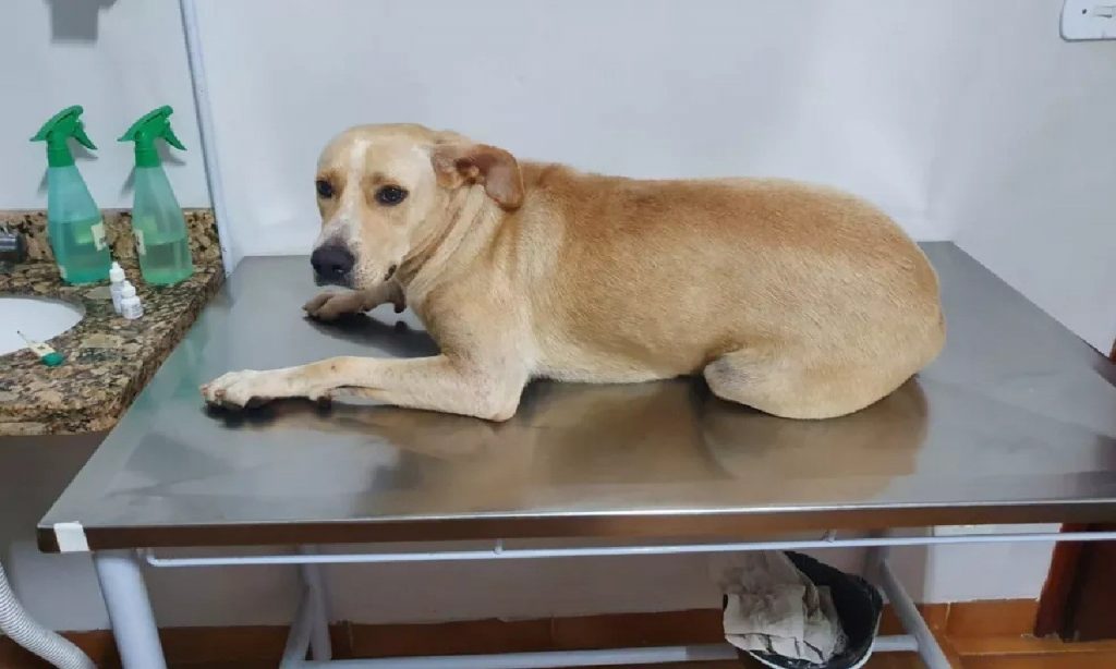 Imagem Ilustrando a Notícia: Corpo de candidato a vereador que estuprou cadela é encontrado em MG