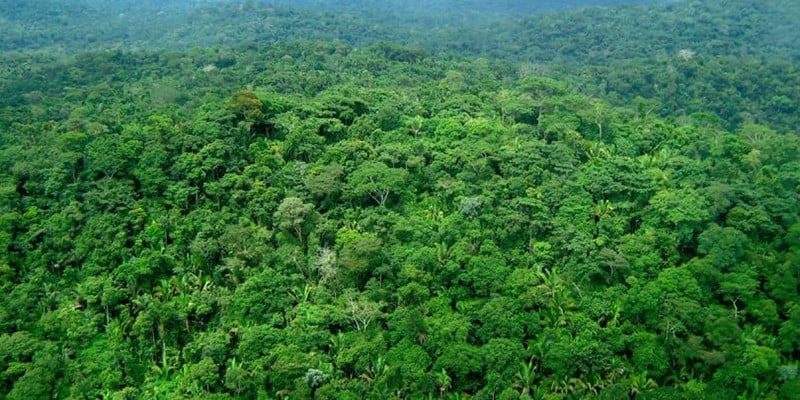 Imagem Ilustrando a Notícia: Brasil tem mais de 9 milhões de hectares de florestas plantadas