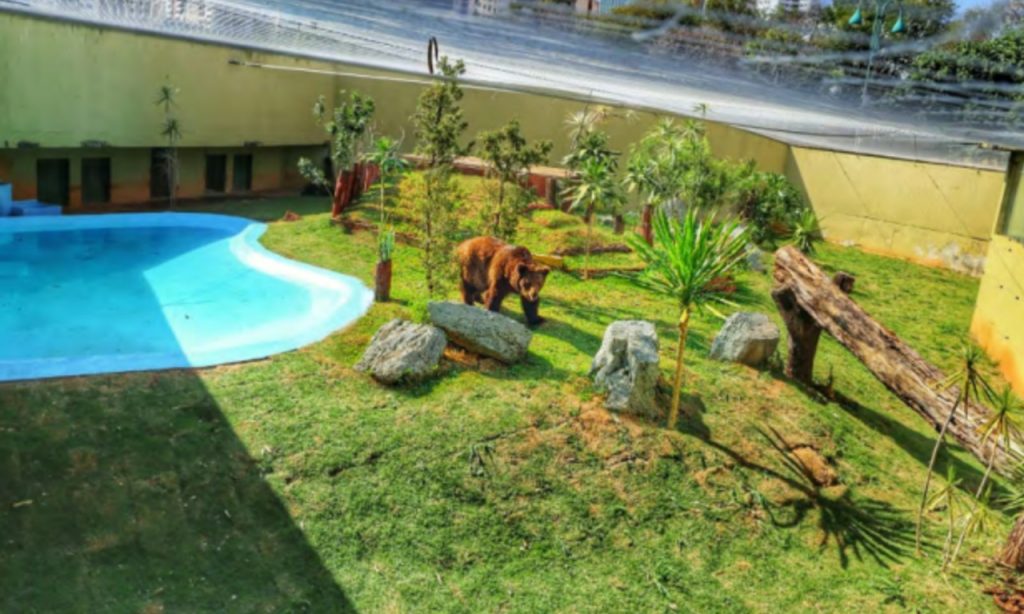 Imagem Ilustrando a Notícia: Urso Robinho permanece no novo recinto do Parque Zoológico de Goiânia