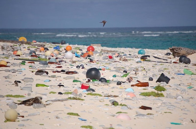 Imagem Ilustrando a Notícia: Microplásticos ameaçam 529 espécies da fauna marinha em todo o mundo