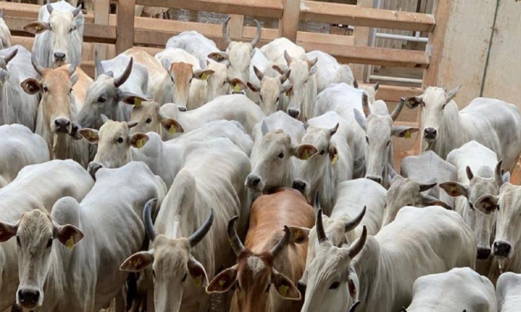 Imagem Ilustrando a Notícia: PC-GO recupera quase 300 cabeças de gado comprados com cheques sem fundos
