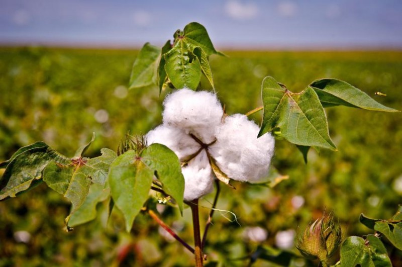 Imagem Ilustrando a Notícia: Compradores asiáticos querem o algodão goiano