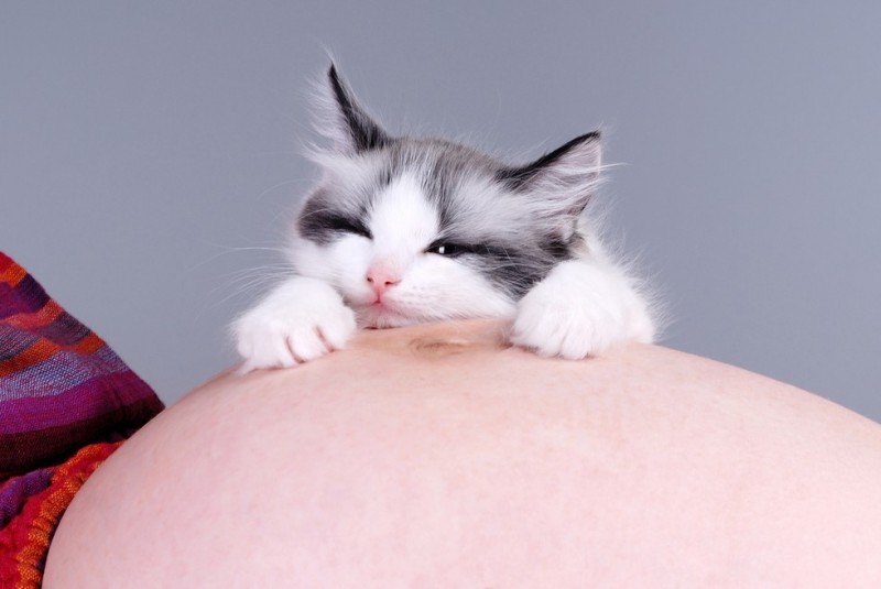 Imagem Ilustrando a Notícia: Gatinhos e grávidas: fofuras que vem em dobro