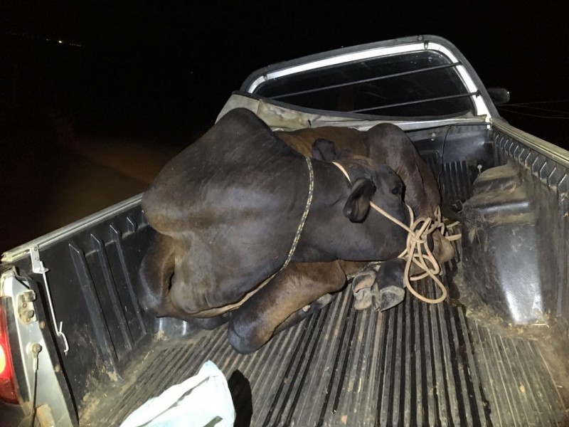 Imagem Ilustrando a Notícia: Suspeito de furtar gado em Guapó colide após perseguição e foge