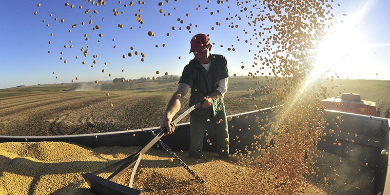 Imagem Ilustrando a Notícia: Safra de grãos é segunda maior do País mesmo com redução de 3,4%