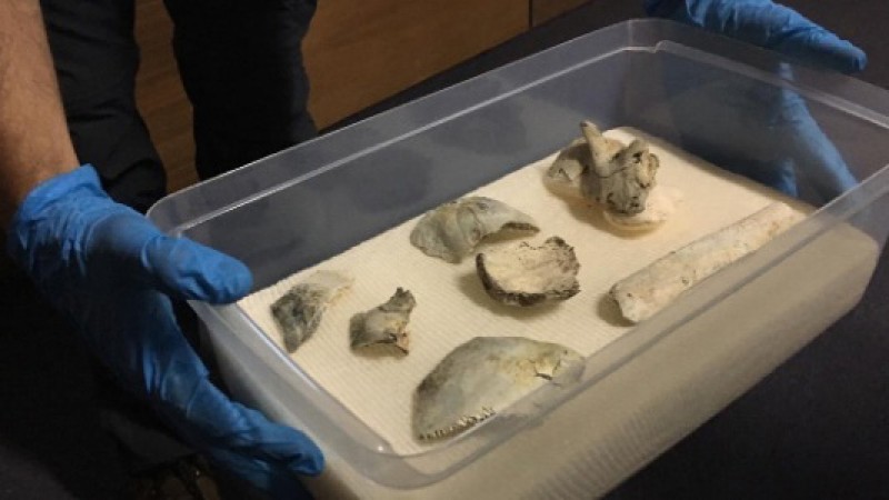 Imagem Ilustrando a Notícia: Crânio de Luzia é encontrado nos escombros do Museu Nacional