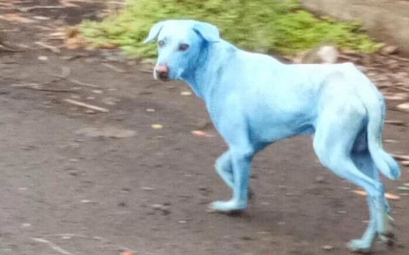 Imagem Ilustrando a Notícia: Cachorros estão ficando com a pelagem azul, na Índia